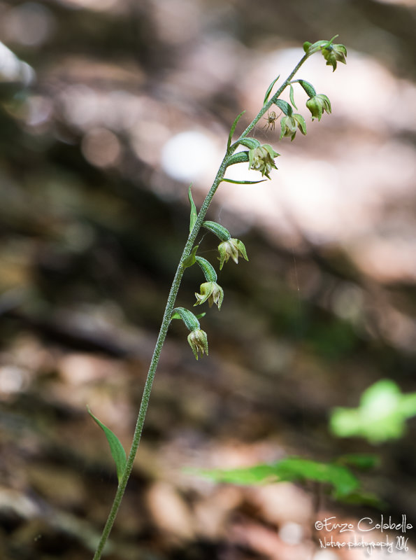 Epipactis microphylla